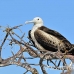 frigatebird_magnificent_nsey_h_0223_ecu0425.jpg